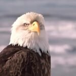 Ronald Reagans Famous Speech “We Are Americans” (video)